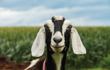 GOAT-PREVIEW_1595857200.jpg